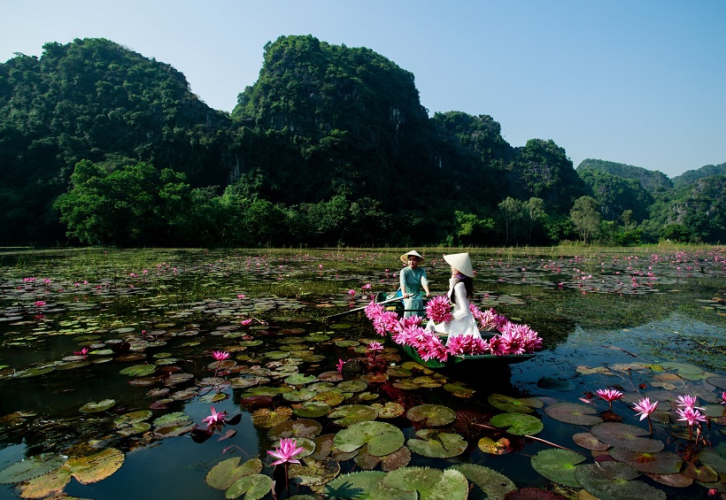 Tam Cốc – mùa hoa súng