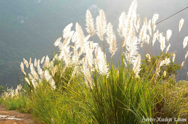 Mùa Lau Trắng Ninh Bình – Dịu Dàng Và Nên Thơ